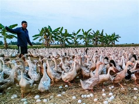 Tembusu Virus in Ducks, China .